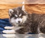 Small #2 Pomsky