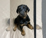 Small Photo #13 Doberman Pinscher Puppy For Sale in HUNTSBURG, OH, USA