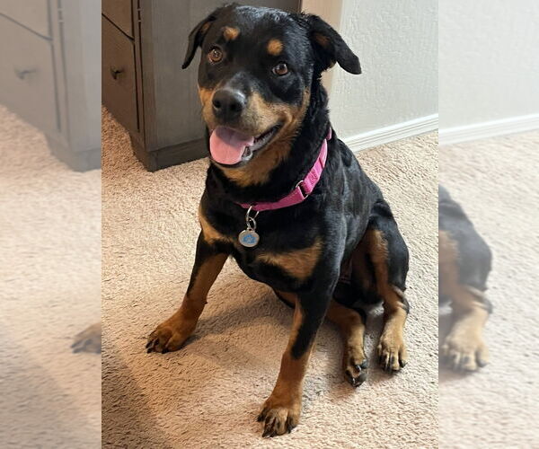 Medium Photo #2 Rottweiler Puppy For Sale in Gilbert, AZ, USA