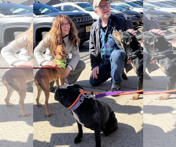 Medium Photo #5 Labrador Retriever-Unknown Mix Puppy For Sale in Mount Laurel, NJ, USA