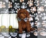 Small Photo #1 Miniature Labradoodle Puppy For Sale in NOTTINGHAM, PA, USA
