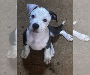 American Staffordshire Terrier Dogs for adoption in Mouth Of Wilson, VA, USA