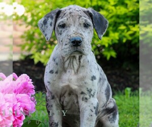 Great Dane Puppy for sale in RICHLAND, PA, USA