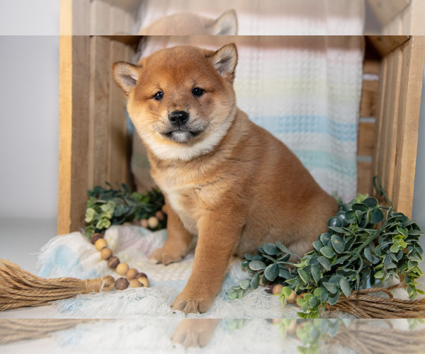 Medium Photo #3 Shiba Inu Puppy For Sale in TOPEKA, IN, USA