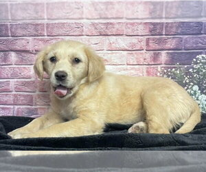 Golden Retriever-Unknown Mix Dogs for adoption in Lakewood, CO, USA
