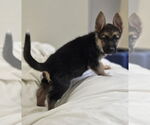 Small Photo #3 German Shepherd Dog-Unknown Mix Puppy For Sale in McKinney, TX, USA