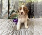 Small Photo #1 Australian Shepherd Puppy For Sale in ATLANTA, GA, USA