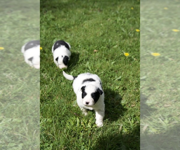 Medium Photo #1 Border-Aussie Puppy For Sale in ENUMCLAW, WA, USA