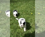 Small Border-Aussie