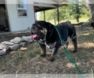 Mother of the English Bulldog puppies born on 05/14/2025