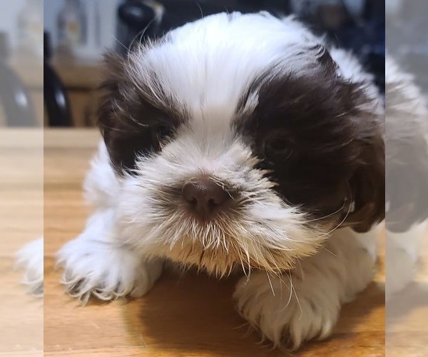 Medium Photo #8 Shih Tzu Puppy For Sale in BELLEVILLE, MI, USA