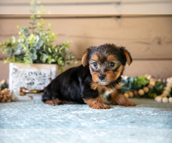 Medium Photo #6 Yorkshire Terrier Puppy For Sale in LIGONIER, IN, USA