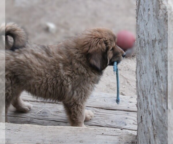 Medium Photo #9 Tibetan Mastiff Puppy For Sale in MONUMENT, CO, USA