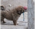 Small #8 Tibetan Mastiff