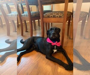 Shadow - Female Labrador Retriever-Unknown Mix Dog for Adoption - Photo #3