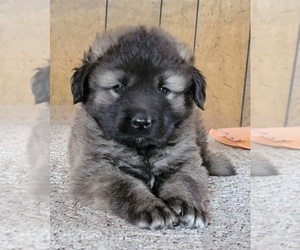 Caucasian Shepherd Dog Puppy for sale in WISDOM, MT, USA