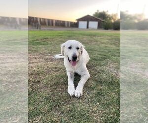 Great Pyrenees Dogs for adoption in Paso Robles, CA, USA