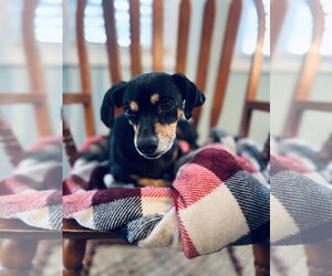 Dachshund Dogs for adoption in York, SC, USA