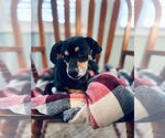 Small Dachshund