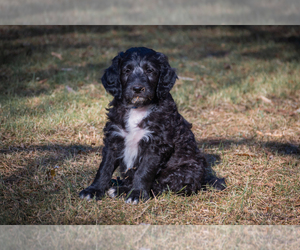 F2 Aussiedoodle Puppy for sale in MARIETTA, GA, USA