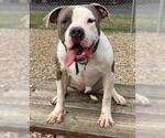 Small #1 American Bulldog-American Staffordshire Terrier Mix