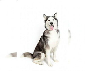Hanny - Female Alaskan Malamute Dog for Adoption - Photo #3