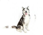 Small #2 Siberian Husky