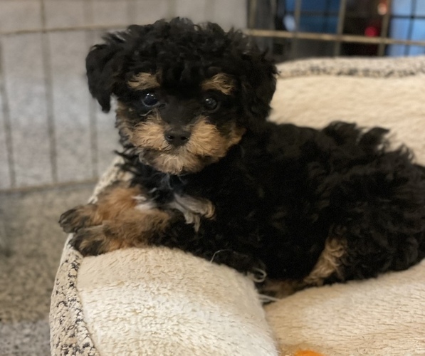 Medium Photo #6 Poodle (Toy) Puppy For Sale in GAY, GA, USA