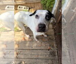 Small American Bulldog Mix