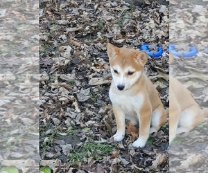 Shiba Inu Puppy for sale in COLUMBUS, OH, USA