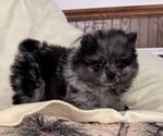 Small #2 Pomeranian