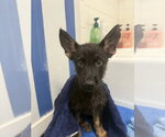 Small #3 German Shepherd Dog Mix
