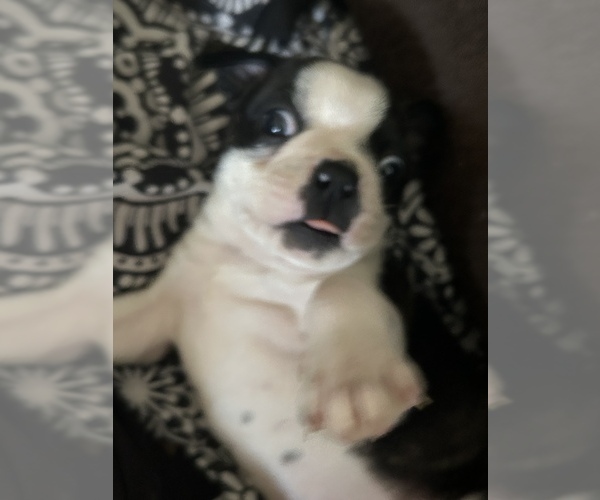 Medium Photo #3 Boston Terrier Puppy For Sale in MOUNT ORAB, OH, USA