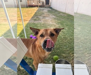 Carolina Dog-Unknown Mix Dogs for adoption in Rowlett, TX, USA