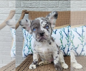 French Bulldog Puppy for sale in INDIANAPOLIS, IN, USA