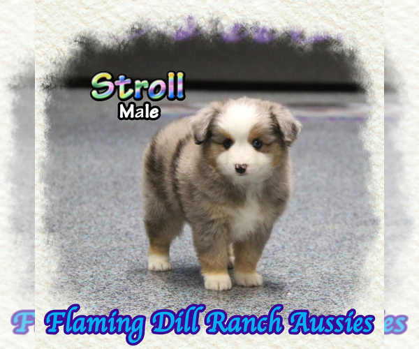 Medium Photo #1 Miniature Australian Shepherd Puppy For Sale in FORESTBURG, TX, USA