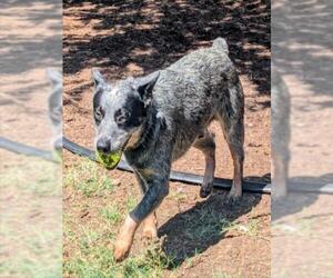 Mutt Dogs for adoption in Plano, TX, USA