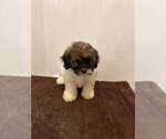 Litter of 5 - Male(s) and Female(s) Shih-PooLitter of Puppies for Sale - Photo #3