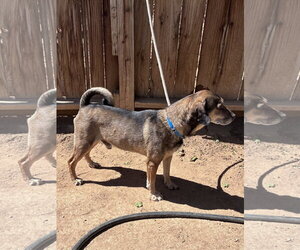 Geraldo-looks a lot like Maple - Male Beagle-Unknown Mix Dog for Adoption - Photo #2
