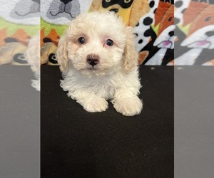 Poochon Puppy for Sale in BEECH GROVE, Indiana USA