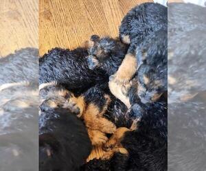 Airedale Terrier Puppy for sale in PHILADELPHIA, TN, USA