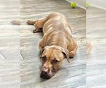 Small #1 American Staffordshire Terrier Mix
