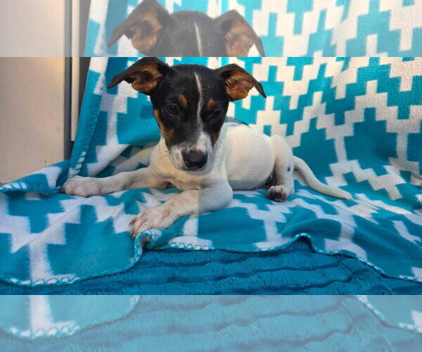 Medium Photo #1 Beagle-Unknown Mix Puppy For Sale in Oakhurst, NJ, USA