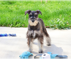 Schnauzer (Miniature) Puppy for sale in SYRACUSE, IN, USA