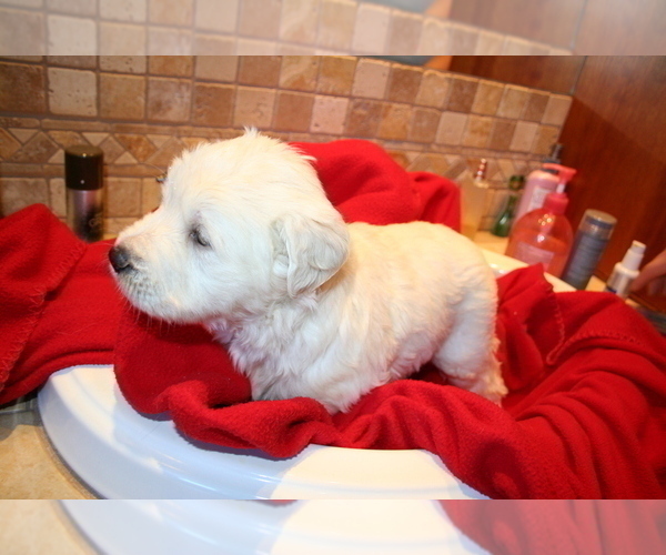 Medium Photo #8 Goldendoodle Puppy For Sale in FAIRFIELD, CA, USA