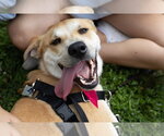 Small #2 Labrador Retriever Mix
