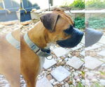 Small #1 Boxer