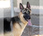 Small German Shepherd Dog