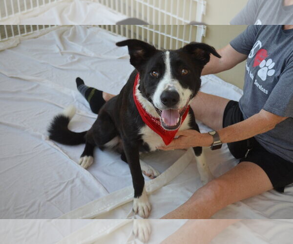 Medium Photo #1 Border Collie-Unknown Mix Puppy For Sale in McKinney, TX, USA