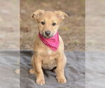 Small #3 Labrador Retriever Mix